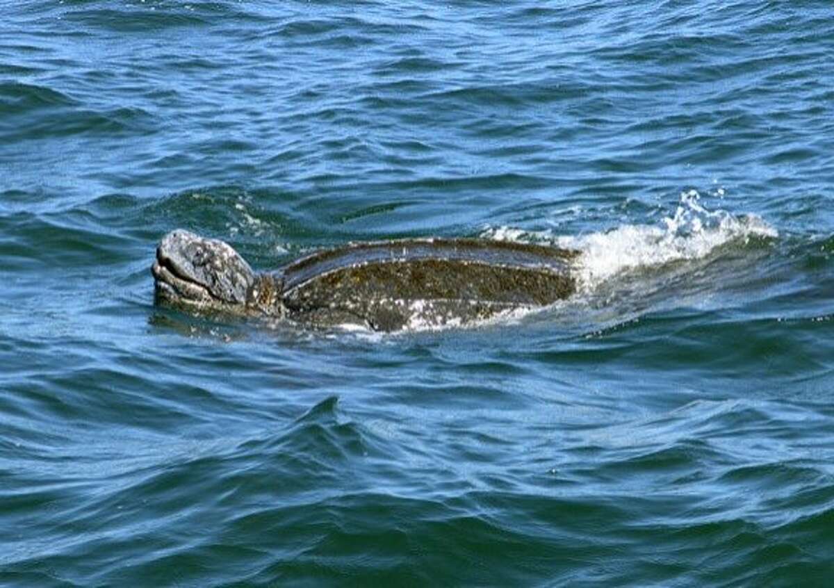 West coast leatherback sea turtle