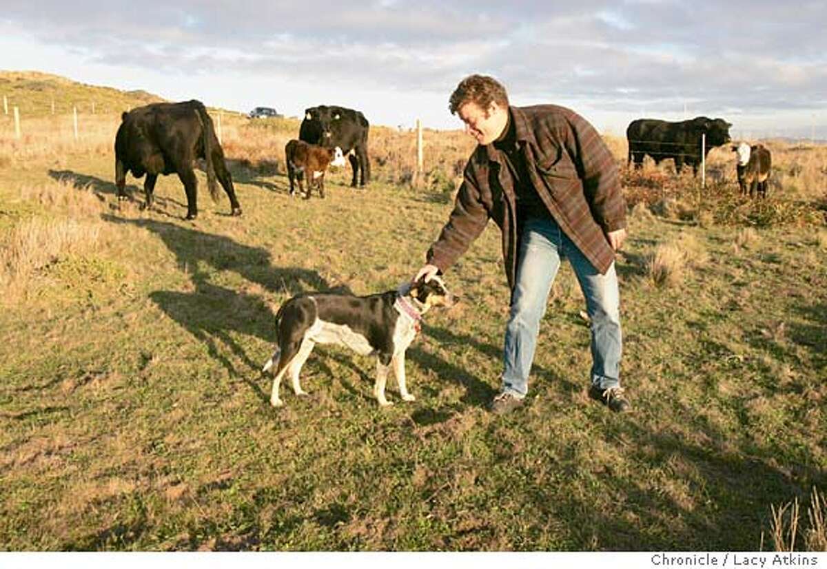 Farmer David Evans gives his dog Bueneo a pat among a few of his cattle at the ATT lot in Inverness, Nov.30, 2004. Evans, a Marin County farmer is getting a certifation for ranching grass fed and organic aniamals in West Marin, Thursday Dec.2, 2004. LACY ATKINS/SAN FRANCISCO CHRONICLE