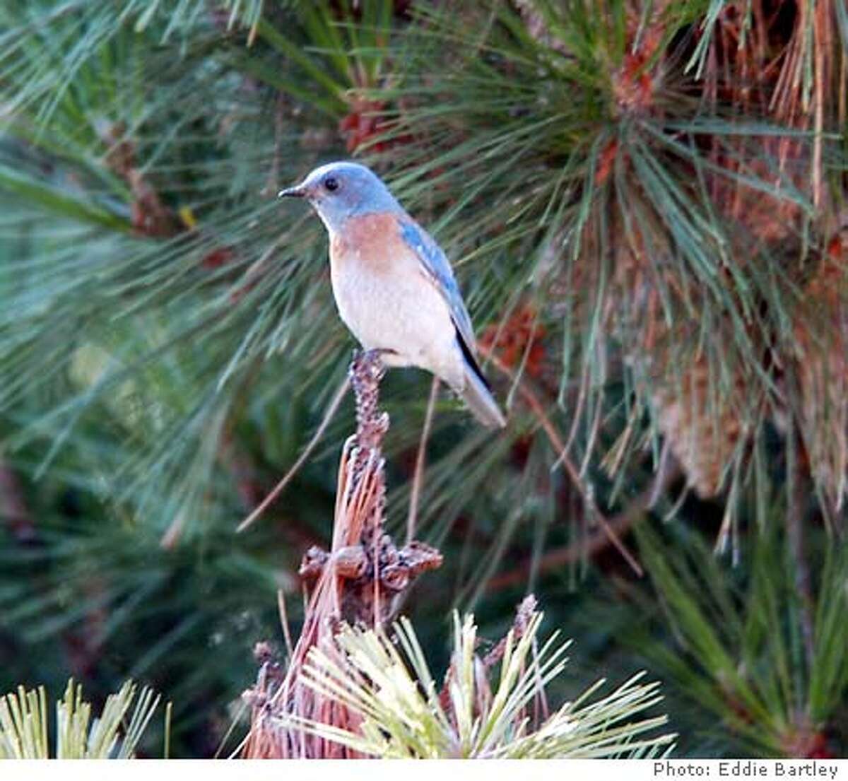 "SFBluebirdMale2" Second photo of male Bluebird perching on a coyote bush. Before an Anna's Hummingbird chased it off as they are apt to do and it perched for a minute in a pine tree where photos were taken. Photo by Eddie Bartley