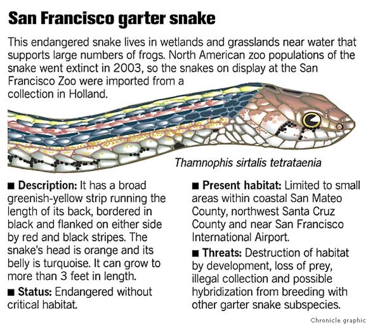 san francisco garter snake