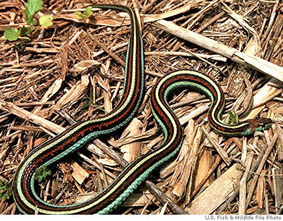 SAN FRANCISCO / City welcomes home its snake / Big celebration at S.F ...