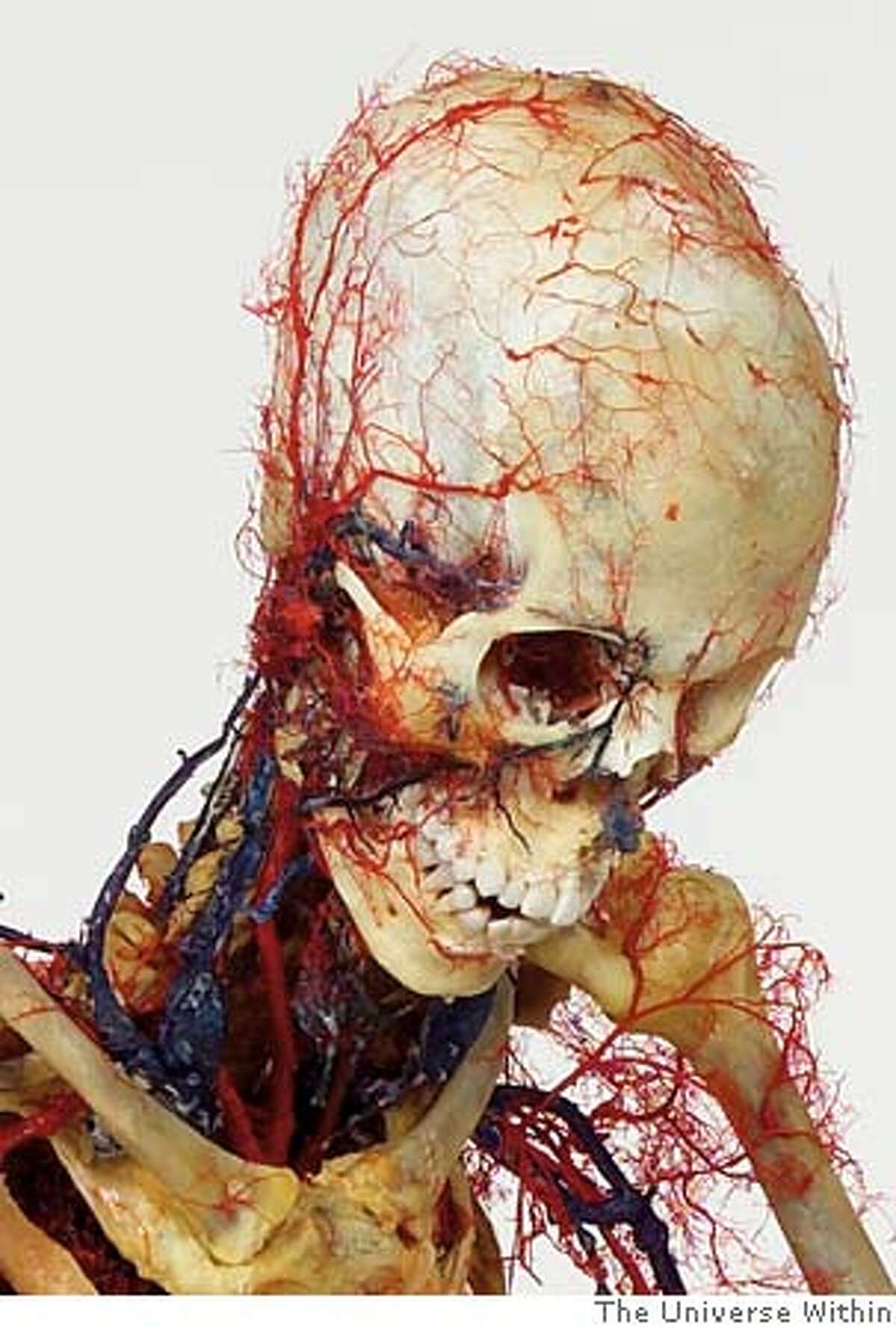 Skeleton with additional vascular system in reading position II.jpg HO from The Universe Within