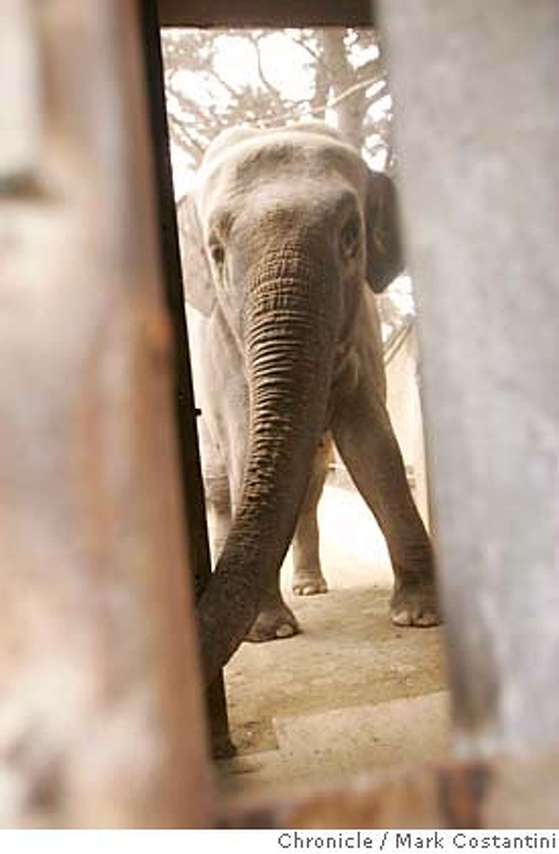 Never Mail An Elephant - Mike Thaler - Bed Time Story - with