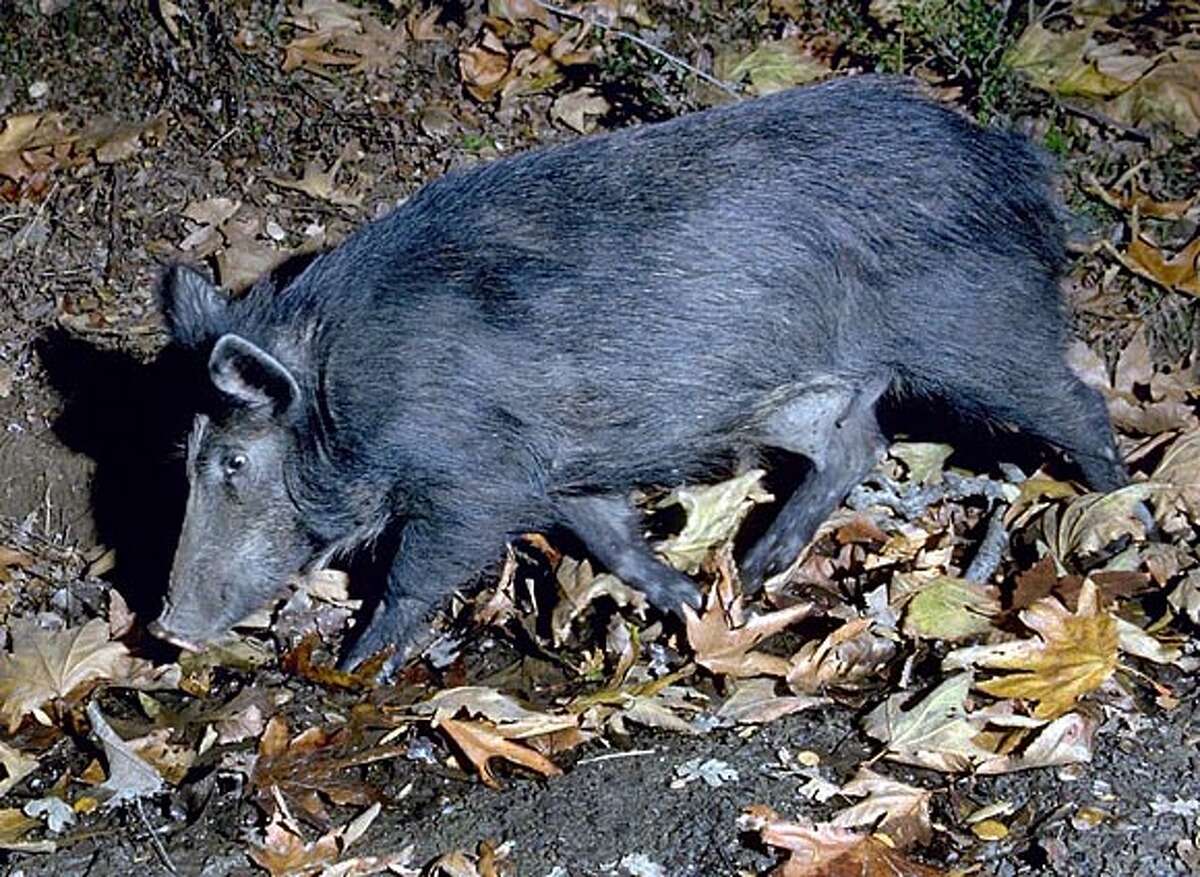 FERAL PIG/C/from internet Feral pigs are a common problem in many parts of California. Taken from the internet csuhay.edu. Probalby should credit CSU Hayward for the photo. ALSO RAN: 9/23/98 CAT