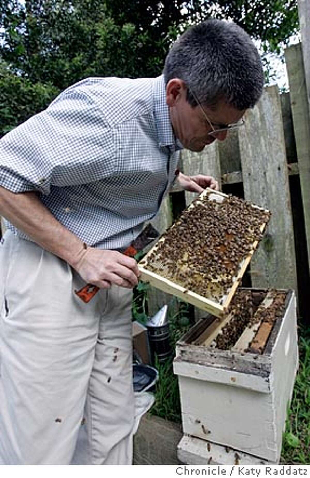 Tom Chester of San Francisco is a beekeeper in San Francisco. He is shown looking at one of the frames in his new hive to see if the bees are healthy (they are), and to see if there are any new eggs, which means he captured the queen when he captured this new swarm. Photo taken on 4/24/05, in SAN FRANCISCO, CA. By Katy Raddatz / The San Francisco Chronicle
