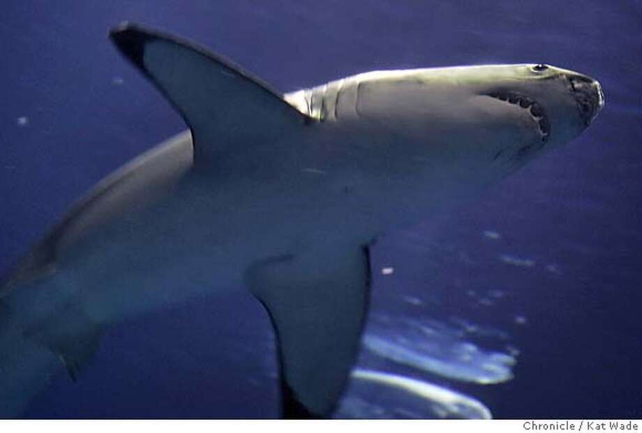 monterey aquarium star bids