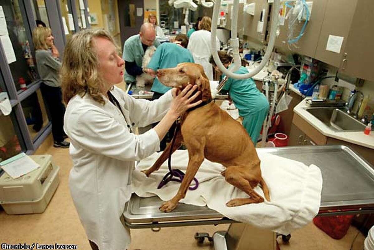 Inhumane society / Pets tossed like garbage into overwhelmed Sacramento