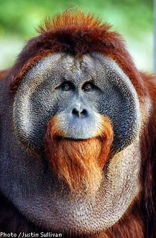 Popular orangutan dies - SFGate