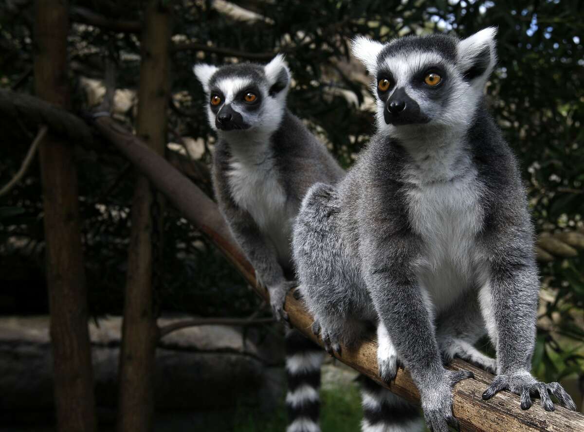 Ring-tailed lemurs hang out at the Oakland Zoo in Oakland, Calif. on Monday, Sept. 5, 2011. Keepers say their lemurs may be used to earthquakes since the zoo is located close to the Hayward fault.