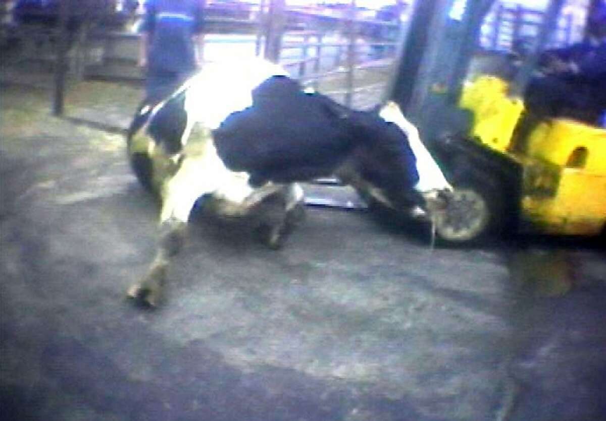FILE - In this April 22, 2010 file image from video provided by the United States Humane Society, a Hallmark Meat Packing slaughter plant worker is shown attempting to force a "downed" cow onto its feet by ramming it with the blades of a forklift in Chino, Calif. The Supreme Court has blocked a California law that would require euthanizing downed livestock at federally inspected slaughterhouses to keep the meat out of the nation's food system. In 2009, California barred the purchase, sale and butchering of animals that can't walk and required slaughterhouses to immediately kill non-ambulatory animals. (AP Photo/Humane Society of the United States, File)