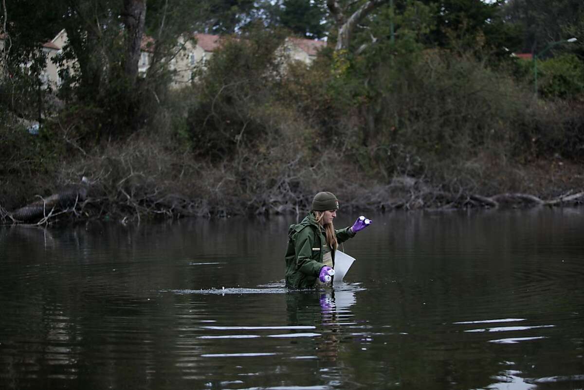 Angela Rodoni, hydrologic technician of the San Francisco Bay Area Network inventory and monitoring program of National Park Service, collects water samples from Mountain Lake as part of a monthly water quality program on Thursday, January 19, 2012 in San Francisco, Calif.