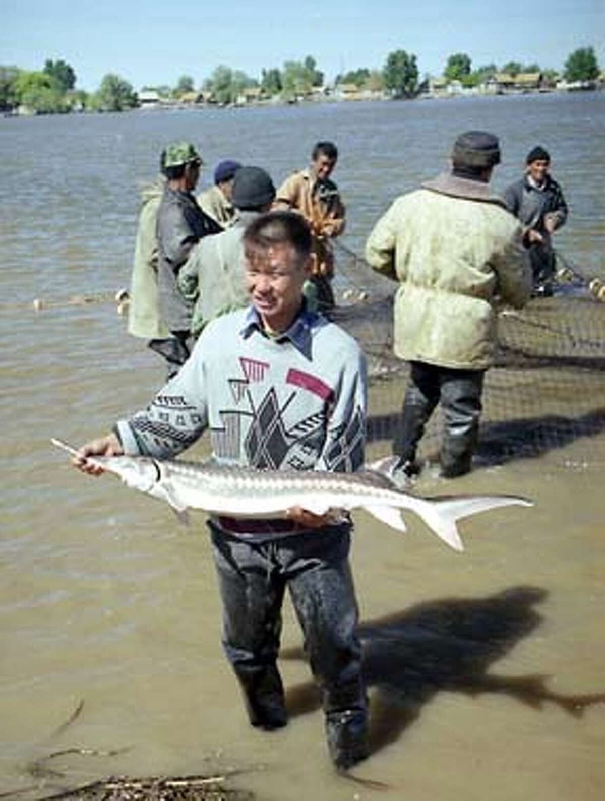 A Kazakstani fisherman holds a sevruga sturgeon that he caught legally on the Ural River. Demand for caviar is imperiling sturgeon. Photo by Christopher Pala, special to the Chronicle