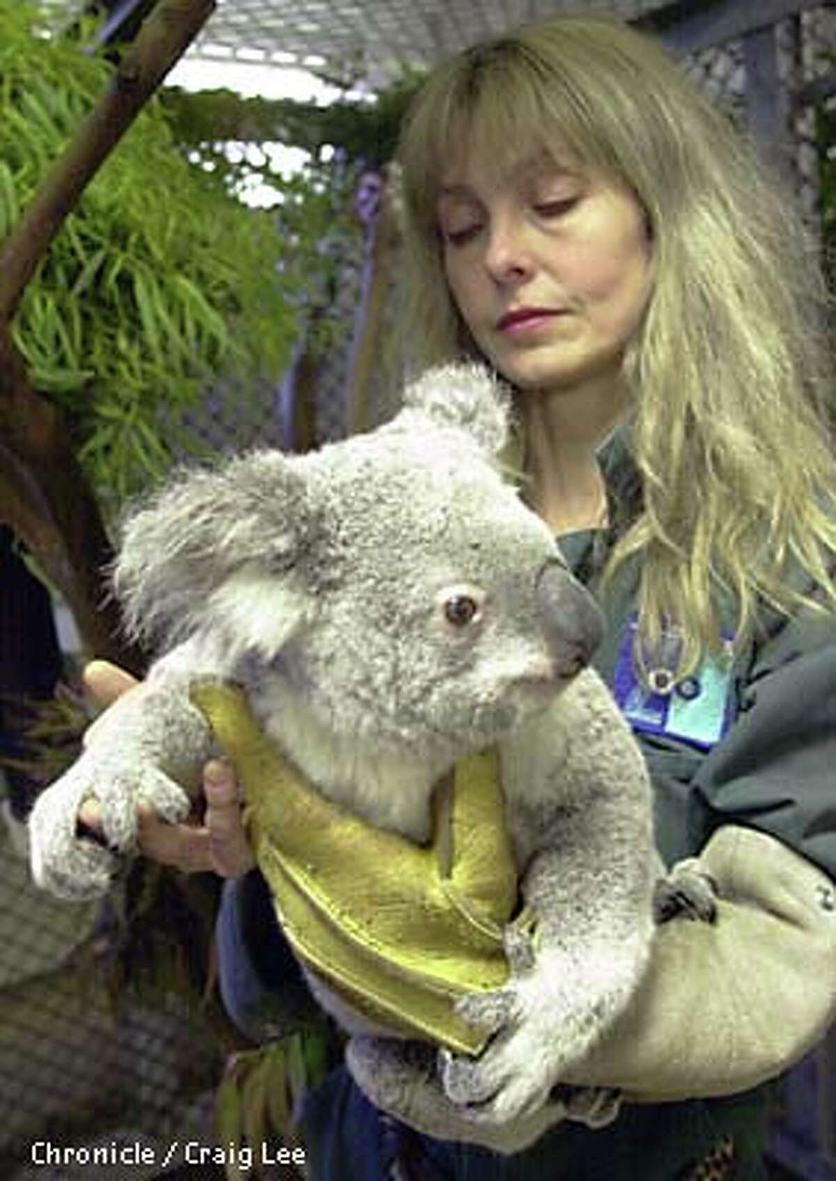Zookeeper Nancy Rumsey embraced Leanne, one of the koalas stolen in San Francisco. Chronicle photo by Craig Lee