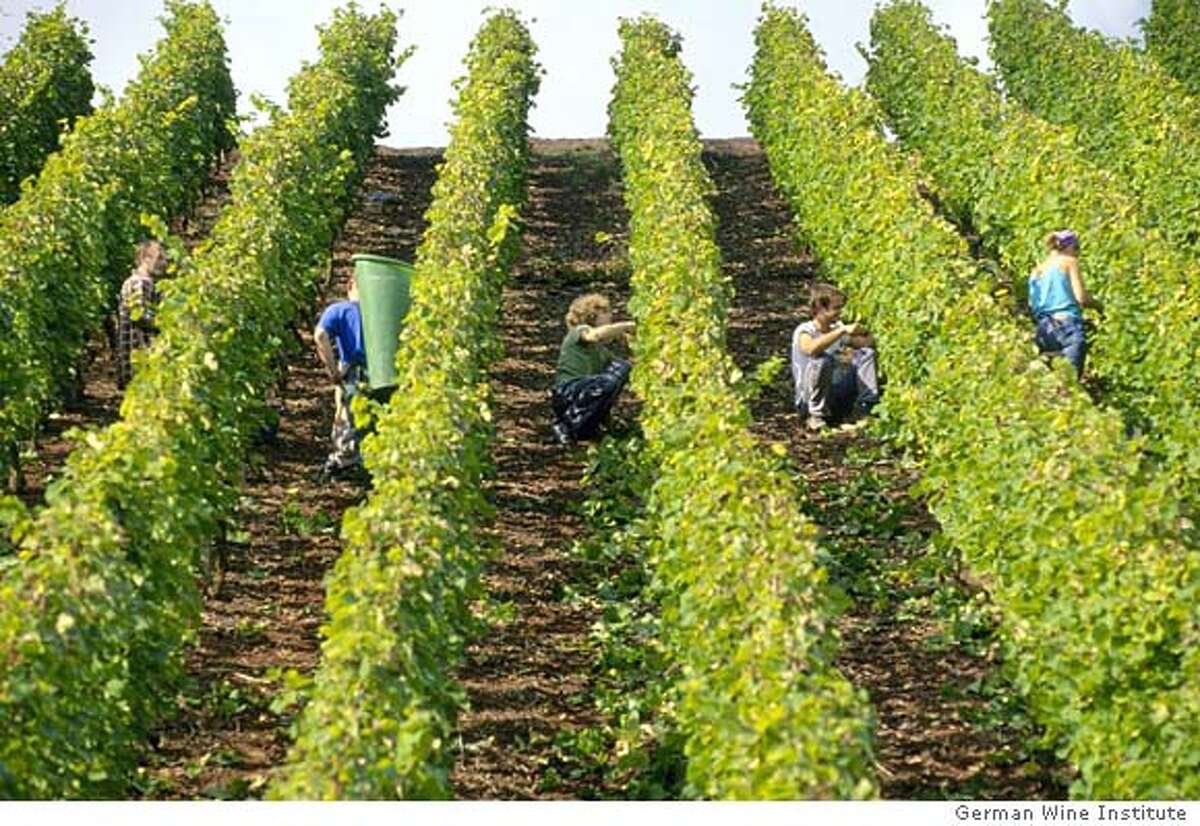 MOSELPICK19 For MOSEL19, Wine ; Workers cling to the steep hillside vineyards in the Mosel-Saar-Ruwer region to harvest Riesling grapes for the 2001 vintage. Courtesy: German Wine Institute ; For: CENTERPIECE for June 19; Inserted into mediagrid on 6/12/03 in . / German Wine Institute 2 each, pls