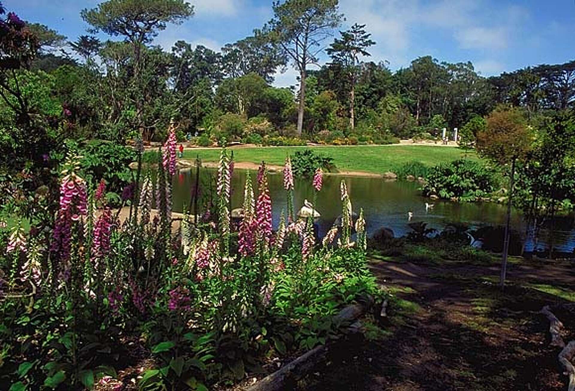 San Francisco Botanical Garden (Strybing Arboretum) photo 2
