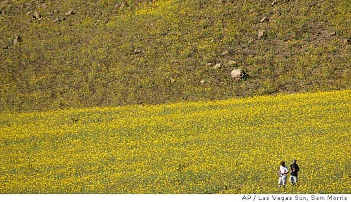 Sightseers walk through a field of wildflowers in Death Valley National Park Monday, March 7, 2005. Heavy winter rains have led to an explosion of wildflowers throughout the usually barren landscape. SAM MORRIS / LAS VEGAS SUN