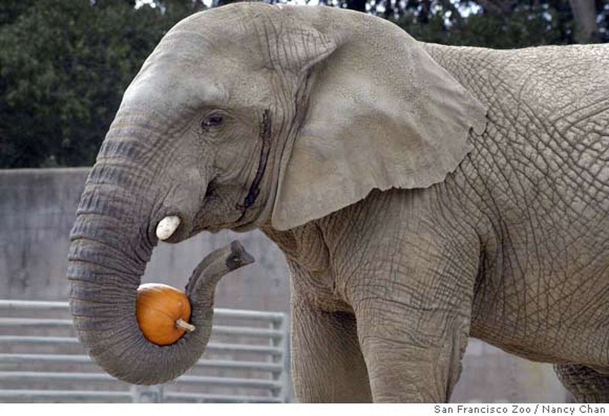 SAN FRANCISCO / Zoo's last elephant packs her trunk / Lulu's new home