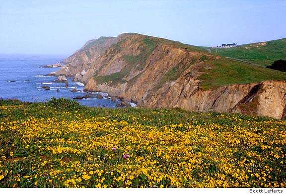 Point Reyes Spring Flowers Going a little wild in POINT REYES / Park rising from dairy lands dons ...