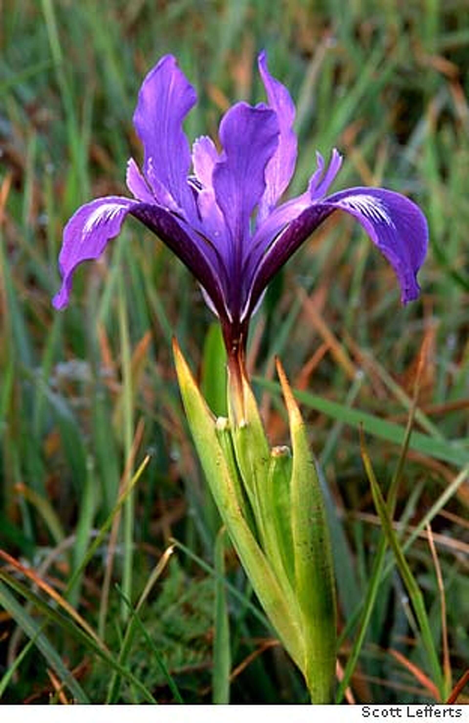 Point Reyes Spring Flowers Going a little wild in POINT REYES / Park rising from dairy lands dons ...