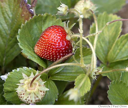 Rotate patches to harvest healthy berries
