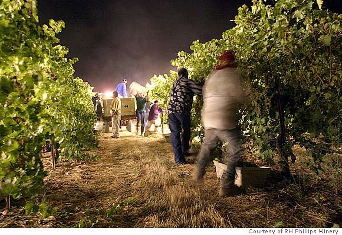 HARVEST26.JPG Workers at R.H. Phillips Winery in the Dunnigan Hills harvest Viognier grapes by hand at 10 p.m. on Aug. 20, 2004. The grapes are picked at night because the cooler temperatures keep the grapes and the workers fresh and out of daytime heat. Courtesy of RH Phillips Winery