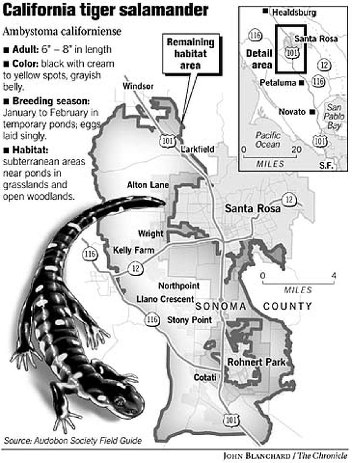 SONOMA COUNTY / Shy salamander has developers on tenterhooks