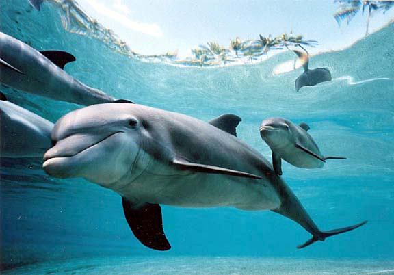 Close encounters of the dolphin kind / Mingling in open ocean off Oahu