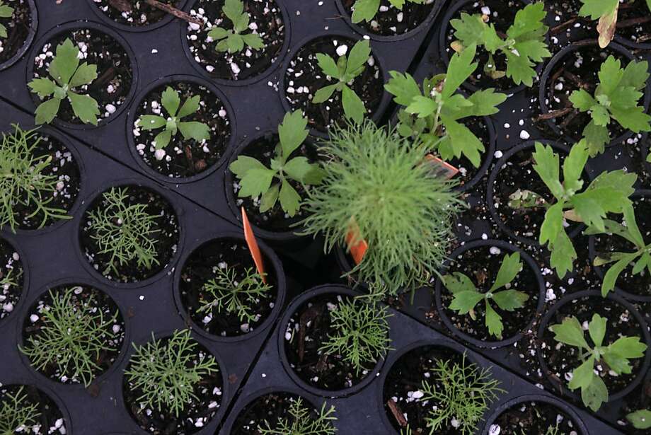 USDA releases new Plant Hardiness Zone Map SFGate