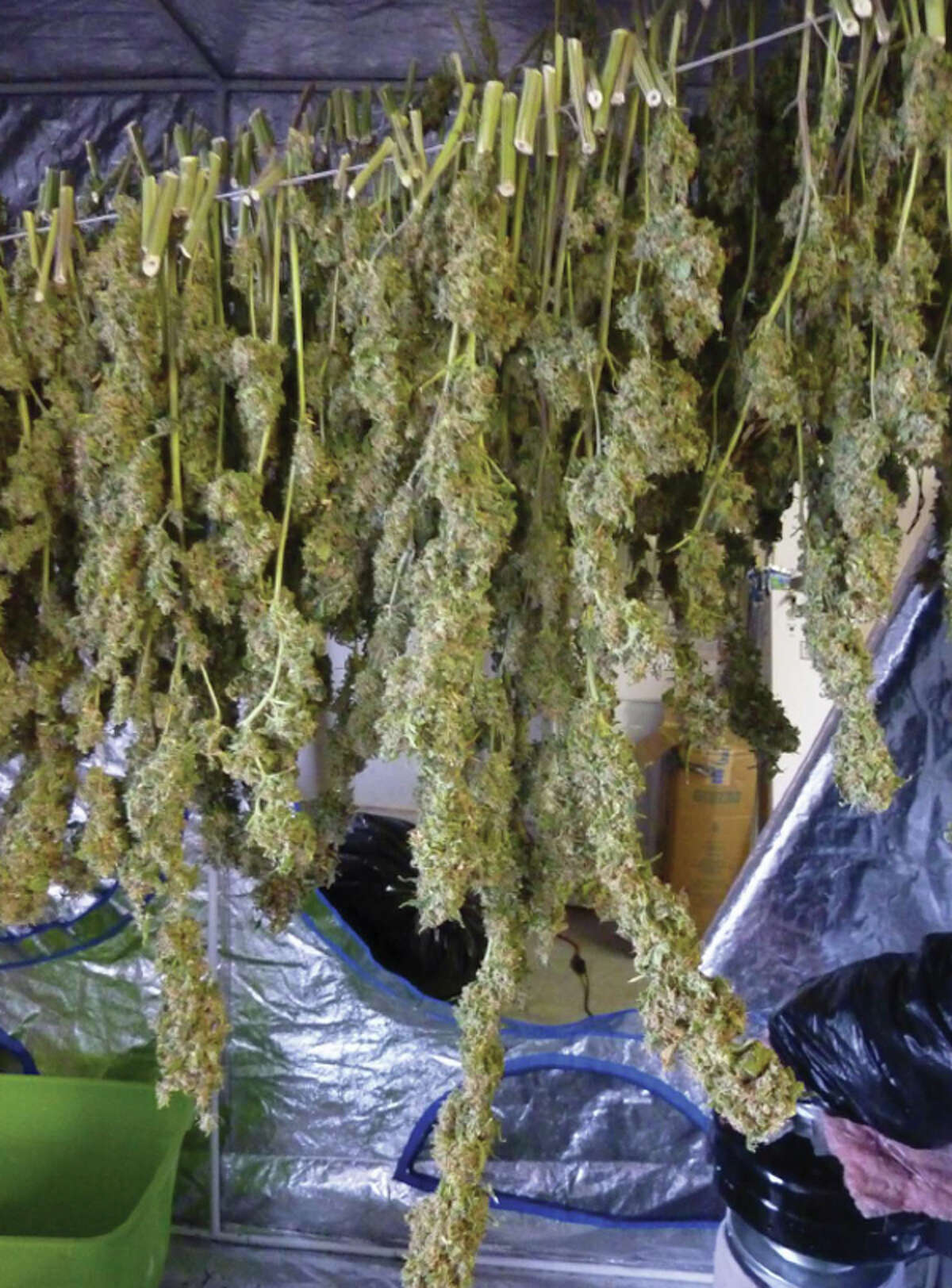 Bow pot grower facing federal prison ‘I wanted to help people’