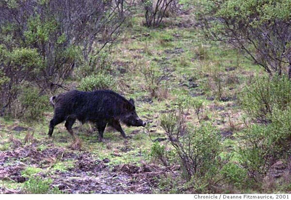 A file photo of a wild pig near La Honda. Wild pigs are terrorizing residents in Almaden Valley in San Jose.