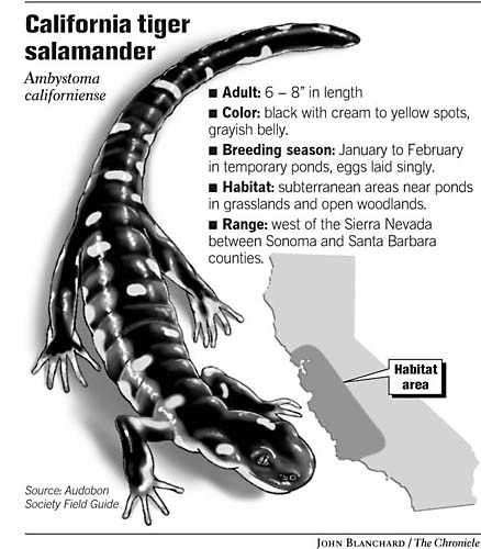 CALIFORNIA / Salamander ruling's harm doubted / Protected status seen ...