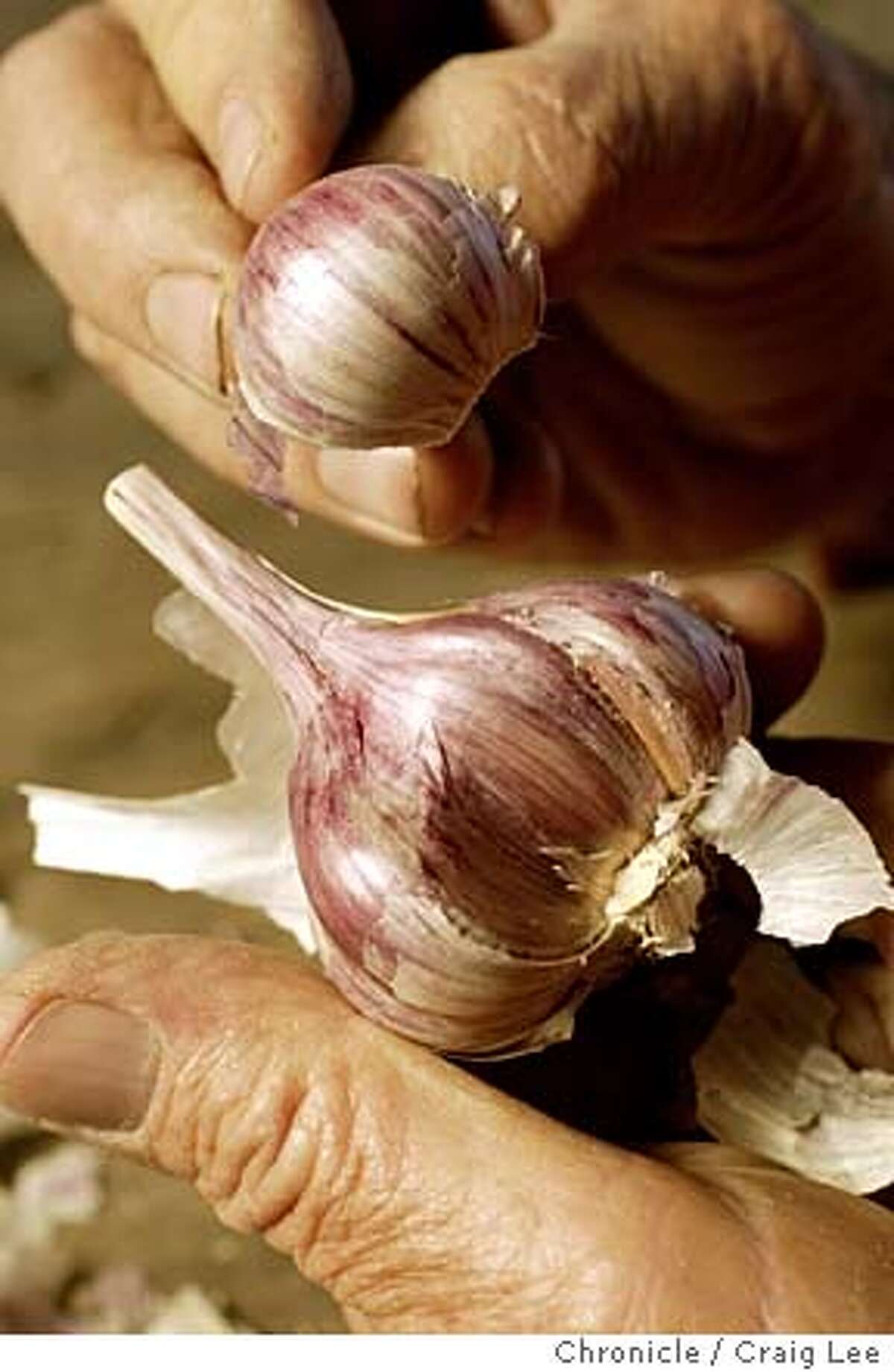 Close-up photo of a peeled back Persian Star garlic showing the redder part inside, on the hands of Wallace Condon. 