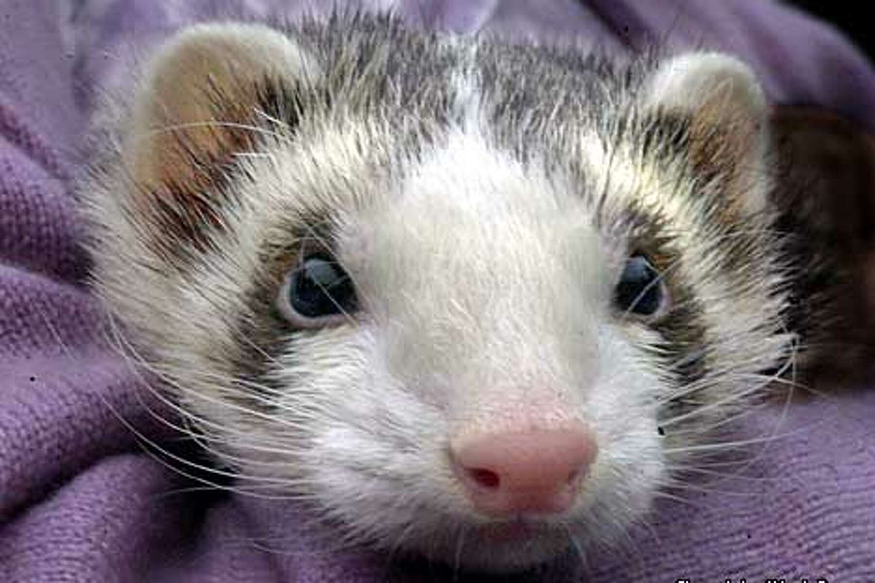 Will California S Ferrets Ever Get To Come In From The Cold