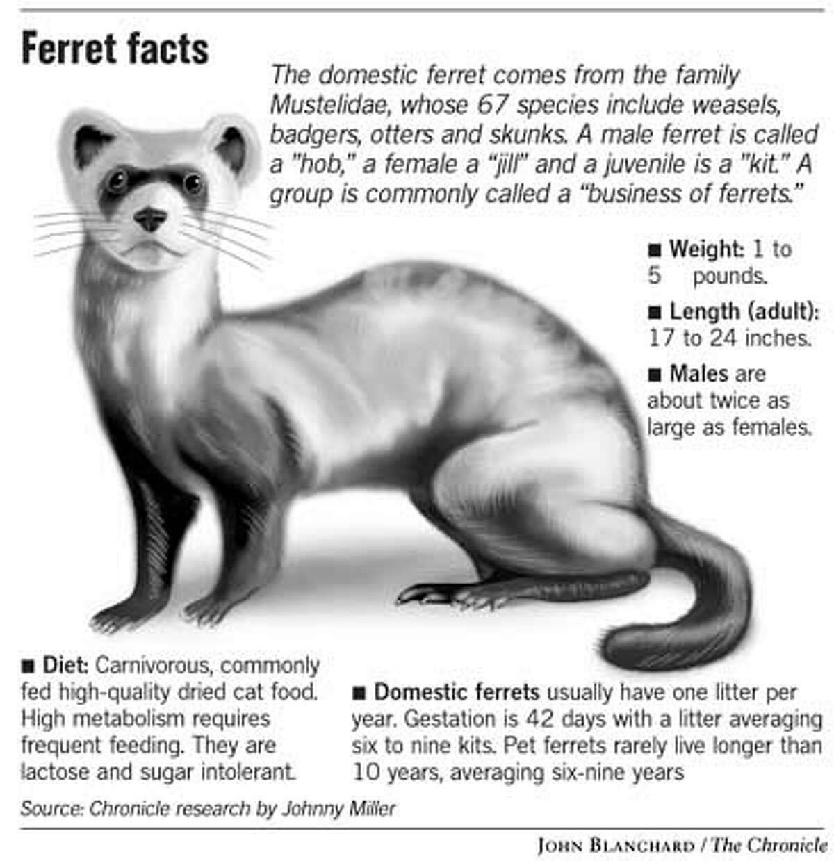 Liberation a whisker away / State bill backs amnesty for ferret owners