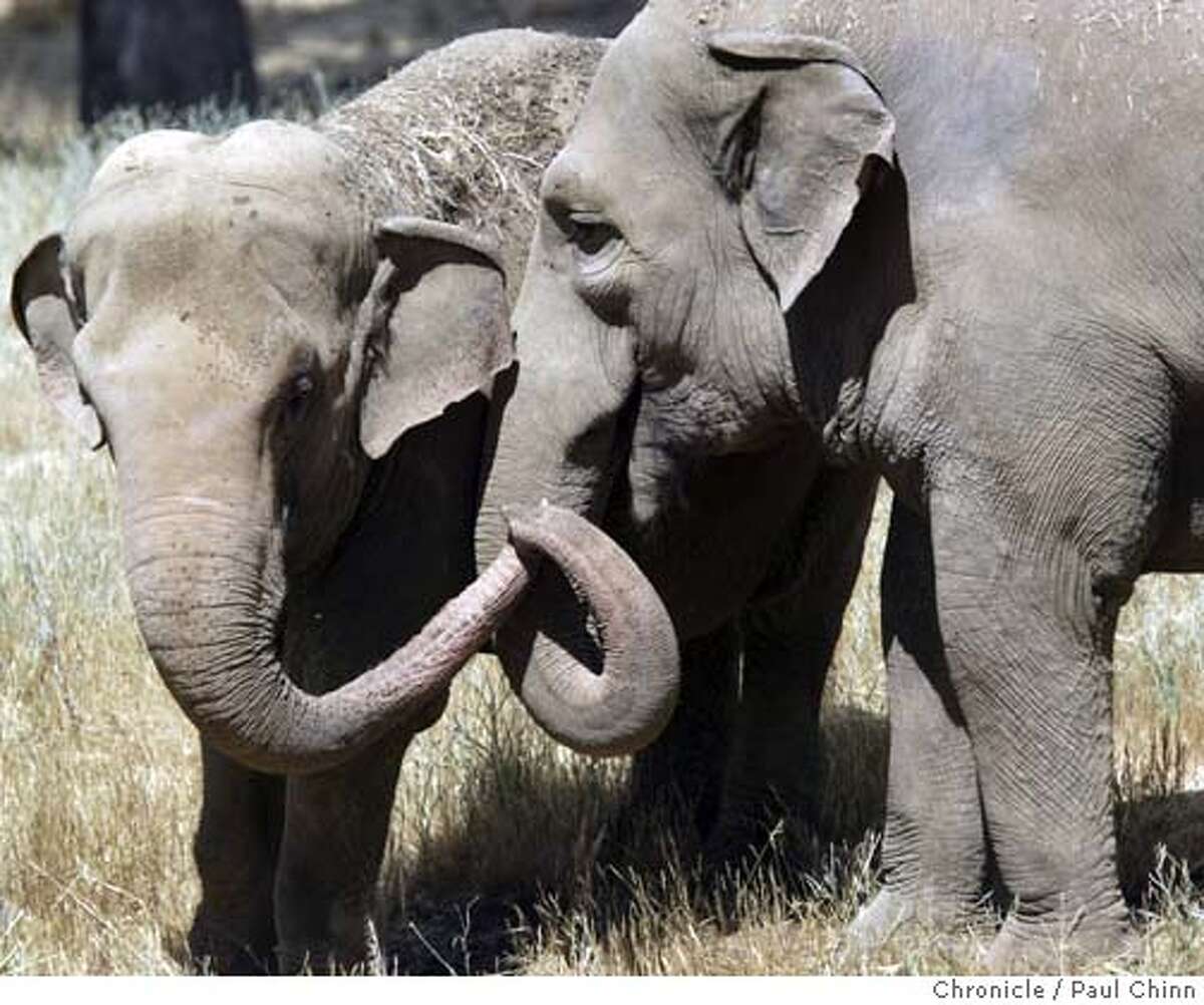 Living large with room to roam / S.F. Zoo elephants ready to retire to