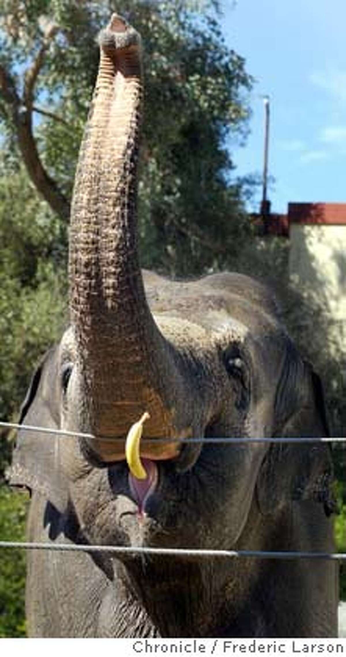 Living large with room to roam / S.F. Zoo elephants ready to retire to