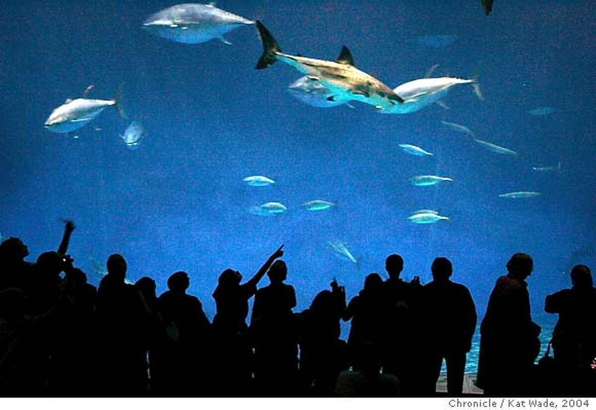 MONTEREY / Great white shark swims free / Fish was getting too big for ... - 1200x0