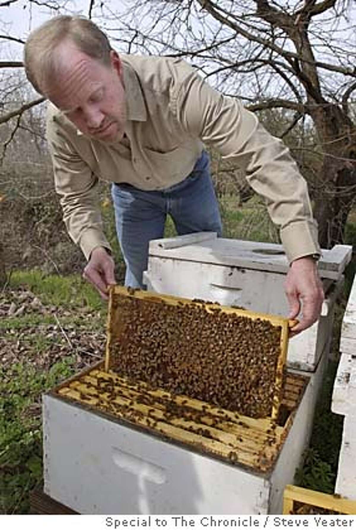 Dan Cummings talks about the Varroa destructor mite and the problems they cause with his honey bee population as he examines a hive in an almond field near his home in Chico, Calif., on Thursday, March 3, 2005. Photo by Steve Yeater/Special to The Chronicle