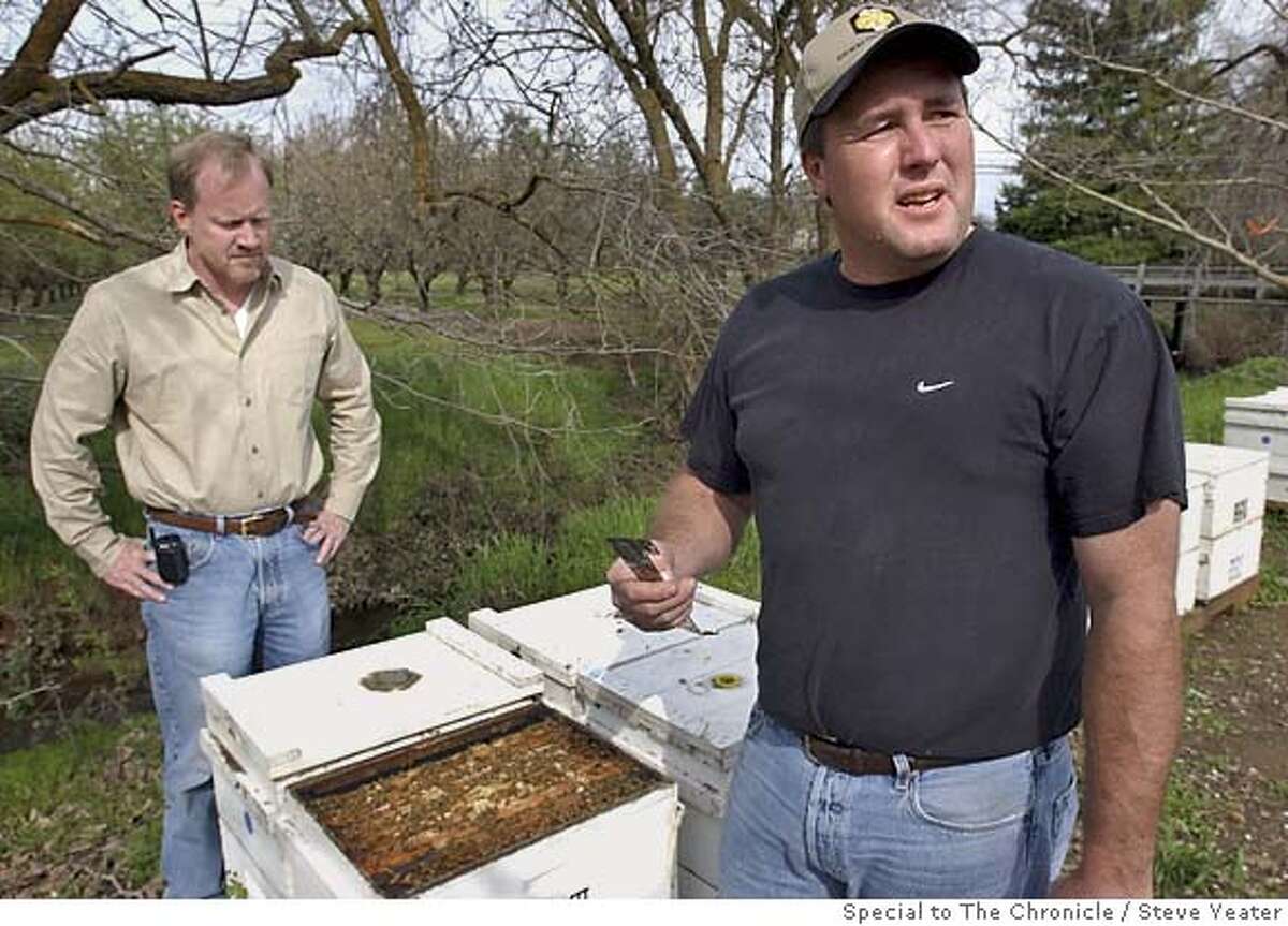 Dan Cummings, left, and Ray Olivarez Jr. talk about the Varroa destructor mite and the problems they cause with their honey bee business at a almond field near Chico, Calif., on Thursday, March 3, 2005. Photo by Steve Yeater/Special to The Chronicle