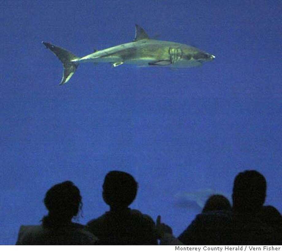 monterey great white shark