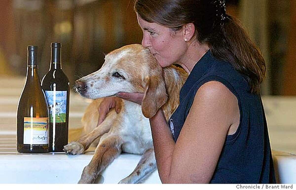 Dog Day Afternoon / Wine Country mutts and their masters