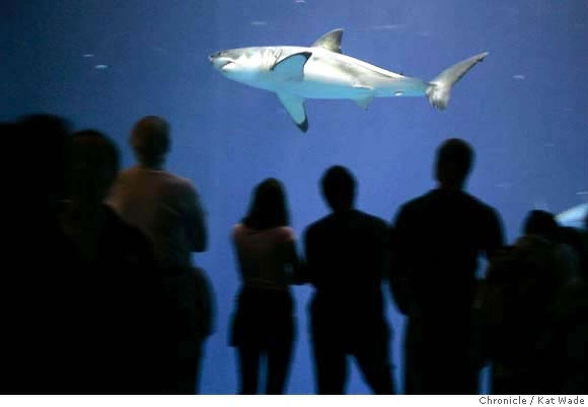 Monterey Aquarium S Shark Stirs Heated Debate Exhibit S Defenders Point To Educational Value Critics Decry Great White S Captivity