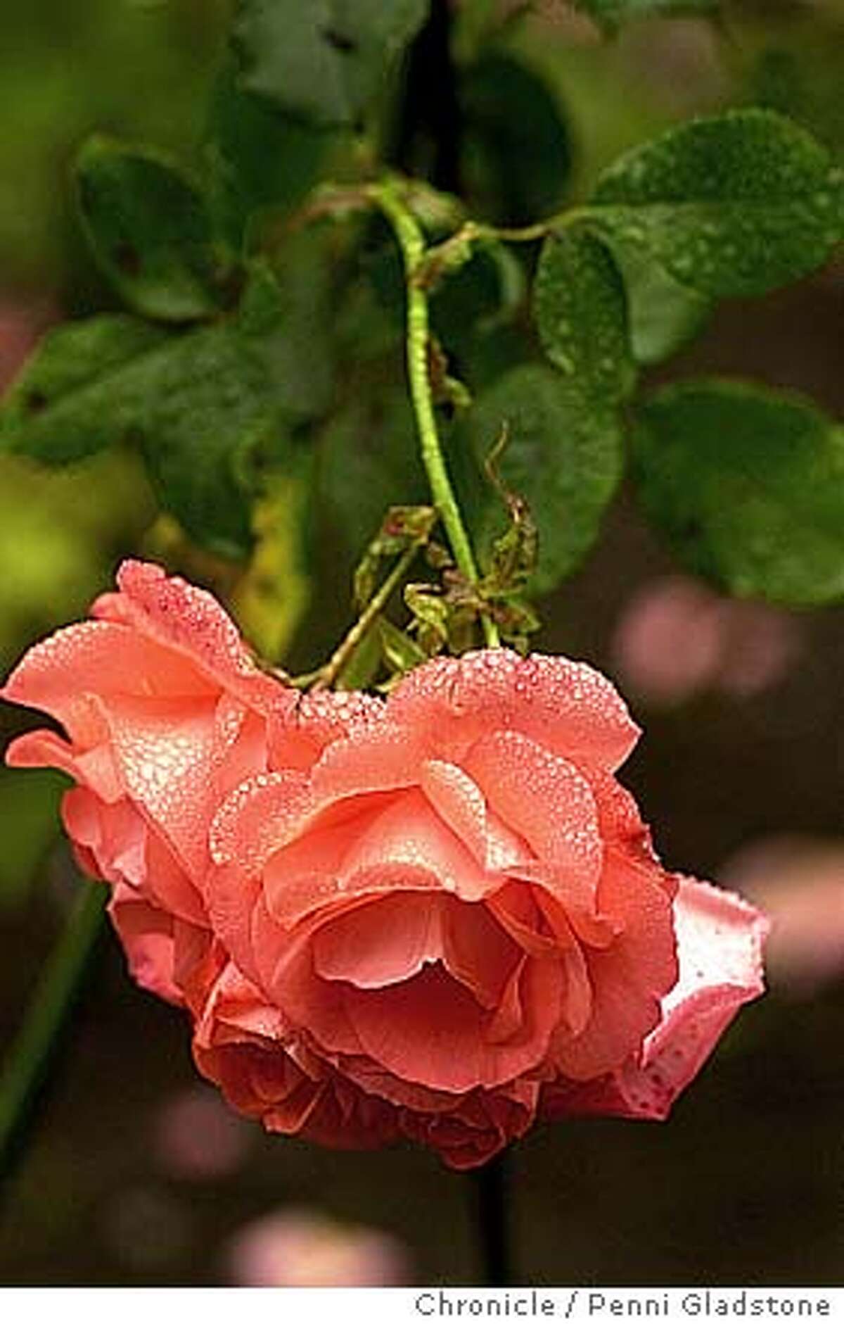 rose called "Marmalade Skies." GOLDEN gate park rose garden 7/29/04 in San Francisco. Penni Gladstone / The Chronicle