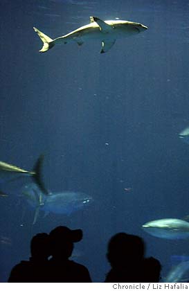 monterey great white shark