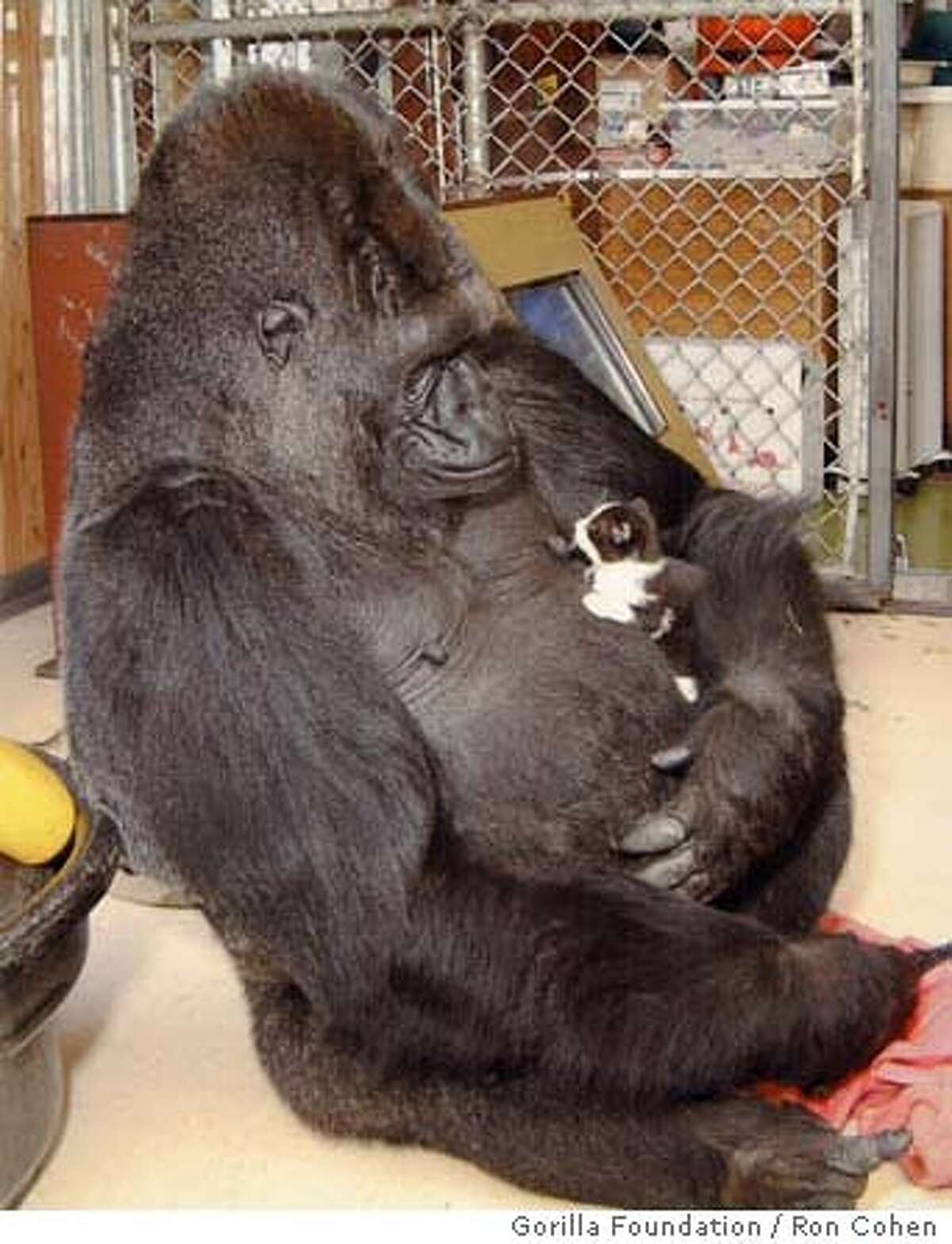 koko the gorilla koko the gorilla