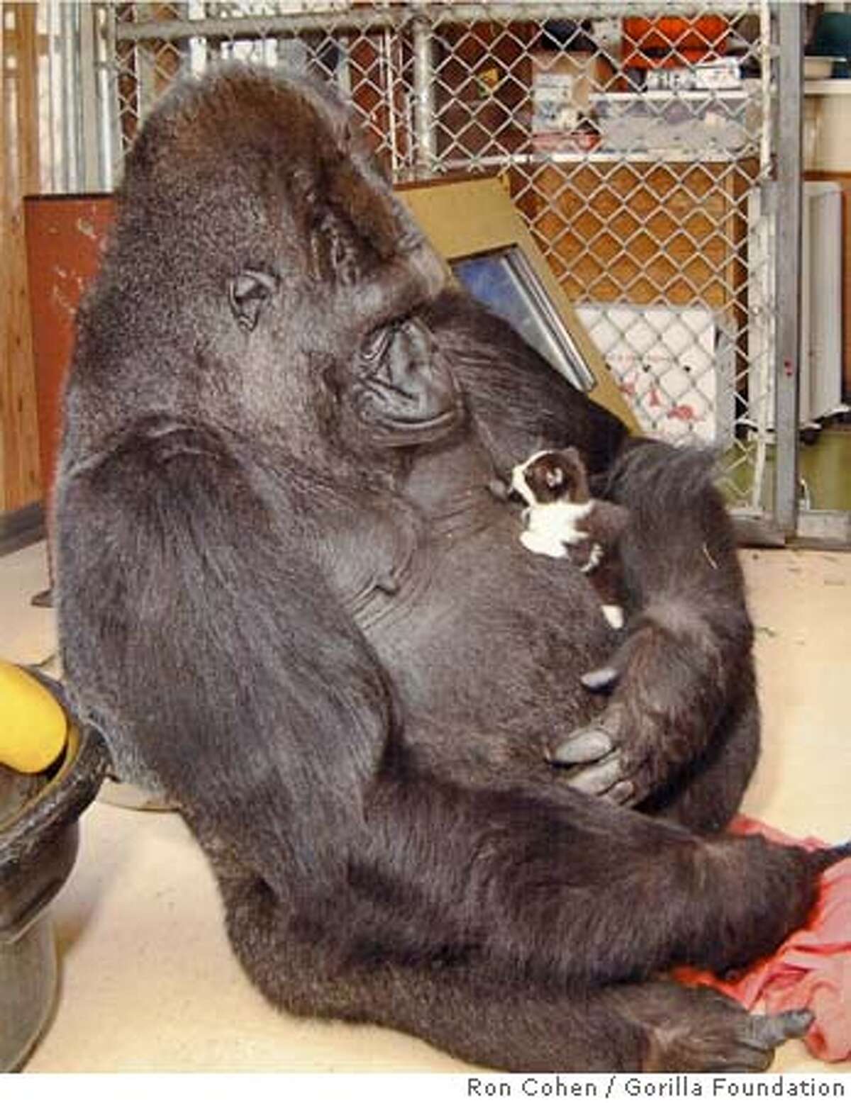 KOKO-C-02AUG00-MN-HO--Koko the gorilla and her kitten. PHOTO CREDIT: RON COHEN/GORILLA FOUNDATION