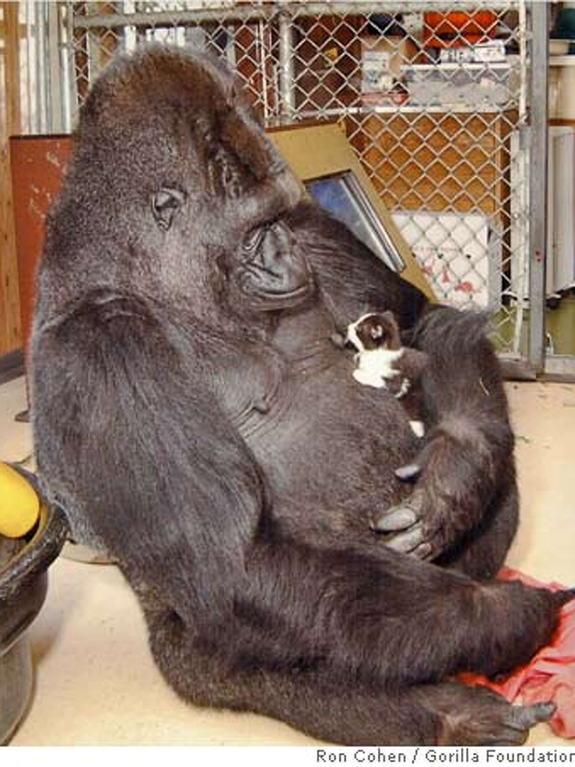 Gorilla Expose - qa1c1jk