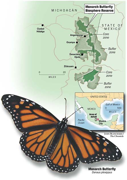 Battle Royal Over Monarch Habitat   Illegal Logging By Armed Gangs A 