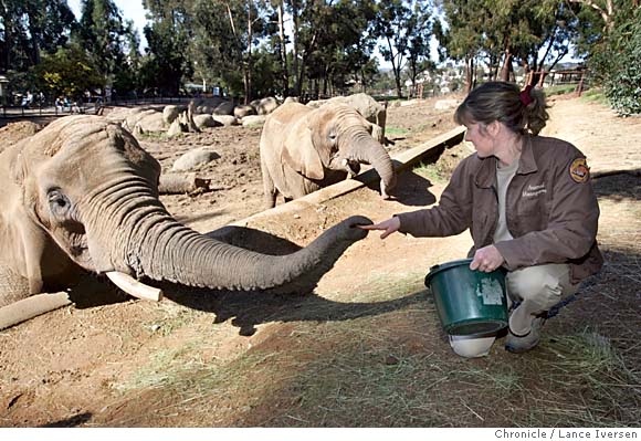 Oakland The Big Thing At The Zoo Bucking National Trend Of Sending Elephants To Sanctuaries Caretakers Make Huge Commitment Draw 500 000 Visitors