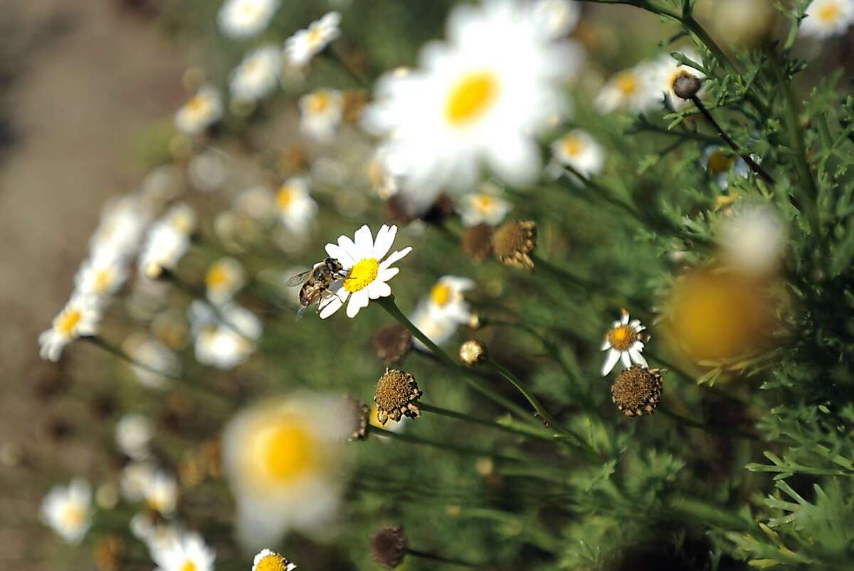 A Honey Bee lands on a daisy near Landscape Architect/Artist Shirley Watts' installation "Garden of Mouthings" at UC Berkeley Botanical Gardens September 14th, 2011. By Michael Short/Special to the Chronicle